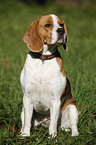 sitzender Beagle