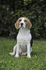 sitzender Beagle