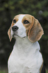 Beagle Portrait