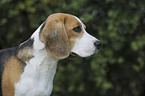 Beagle Portrait