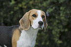 Beagle Portrait