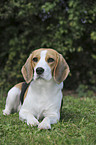 liegender Beagle