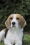 Beagle Portrait