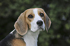 Beagle Portrait