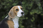 Beagle Portrait