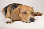 liegender Beagle