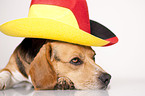 liegender Beagle