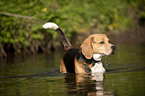 badender Beagle