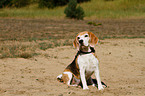 sitzender Beagle