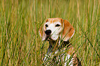 Beagle Portrait