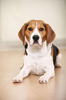 liegender Beagle