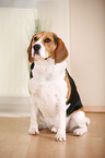 sitzender Beagle