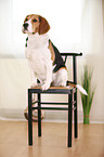 sitzender Beagle