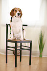 sitzender Beagle