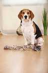 sitzender Beagle