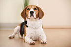 liegender Beagle