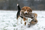 junger Beagle