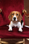 liegender Beagle