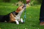 spielender Beagle