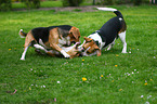 3 Beagle