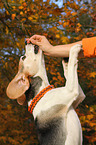 fressender Beagle