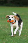 apportierender Beagle