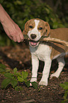 junger Beagle