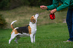 stehender Beagle