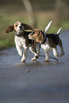 Beagle Welpen