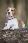 liegender Beagle