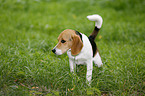 junger Beagle