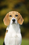 Beagle Portrait