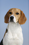 Beagle Portrait