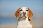 Beagle Portrait