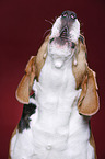 Beagle Portrait