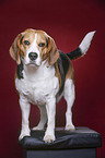 Beagle