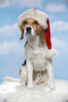 sitzender Beagle
