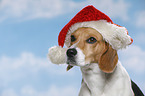 Beagle Portrait