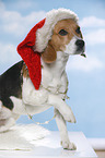 sitzender Beagle