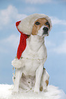 sitzender Beagle