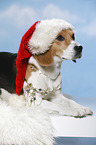 sitzender Beagle