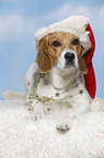 sitzender Beagle