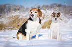 Beagle und Parson Russell Terrier