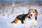 Beagle liegt im Schnee