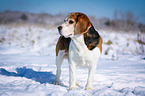 stehender Beagle