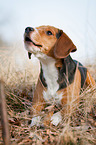 liegender Beagle