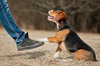 sitzender Beagle