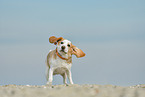 Beagle sch�ttelt sich