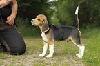 junger Beagle