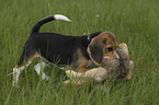 junger Beagle